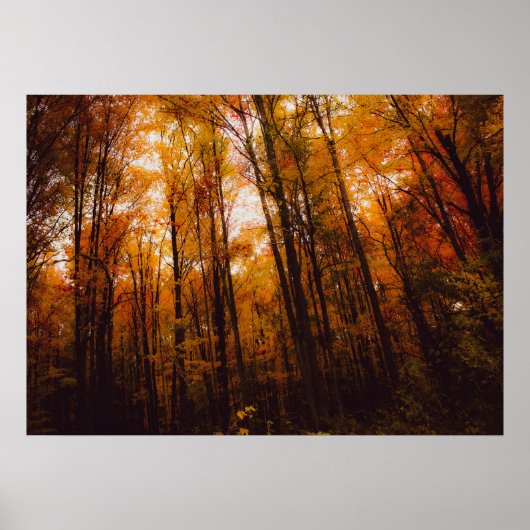 Mooie Majestueuze Bomen In Herfstbos Poster (Voorkant)