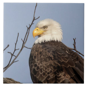 Mooie mam (Eagle) keramische tegel Tegeltje