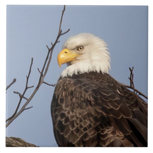 Mooie mam (Eagle) keramische tegel Tegeltje (Voorkant)