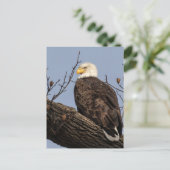 Mooie mama (Eagle) Briefkaart (Staand voorkant)