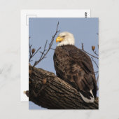 Mooie mama (Eagle) Briefkaart (Voorkant / Achterkant)