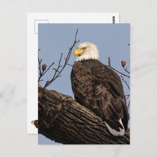 Mooie mama (Eagle) Briefkaart (Voorkant / Achterkant)