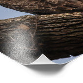 Mooie mama (Eagle) Foto Afdruk (Hoek)