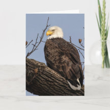 Mooie mama (Eagle)