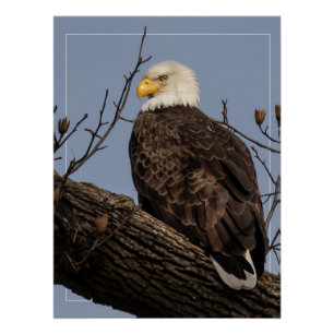 Mooie mama (Eagle) Perfect Poster
