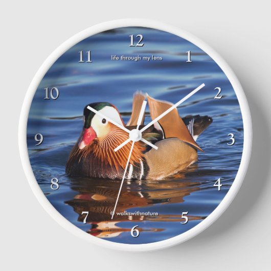 Mooie Mandarijnse Duck bij de Pond (Voorkant)