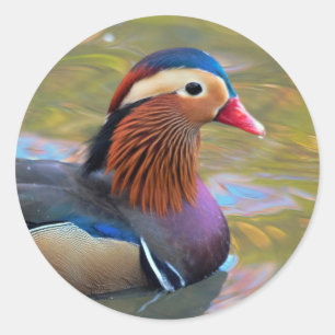 Mooie Mandarijnse Duck in de Pond Ronde Sticker