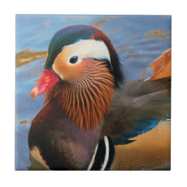 Mooie Mandarijnse Duck in de Pond Tegeltje