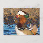 Mooie Mandarijnse eend bij de Pond Briefkaart (Voorkant)