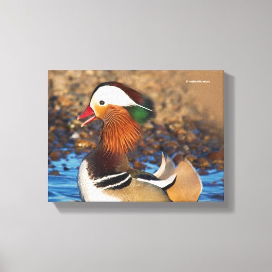Mooie Mandarijnse eend bij de Pond Canvas Afdruk (Voorkant)