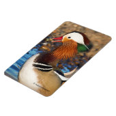 Mooie Mandarijnse eend bij de Pond Magneet (Linkerzijde)