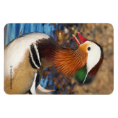 Mooie Mandarijnse eend bij de Pond Magneet (Horizontaal)