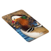 Mooie Mandarijnse eend bij de Pond Magneet (Rechterzijde)