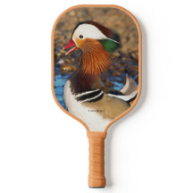 Mooie Mandarijnse eend bij de Pond