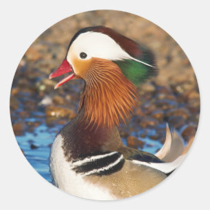 Mooie Mandarijnse eend bij de Pond Ronde Sticker
