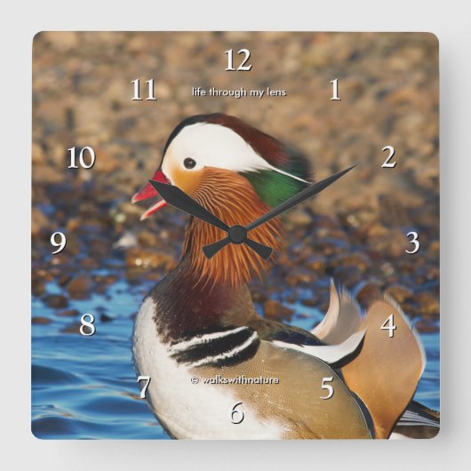 Mooie Mandarijnse eend bij de Pond Vierkante Klok (Voorkant)