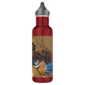 Mooie Mandarijnse eend bij de Pond Waterfles (Rechts)