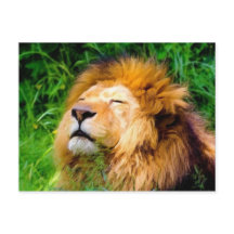 Mooie mannetjes met een Afrikaanse wildernis