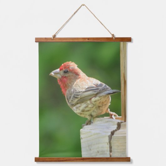Mooie mannetjeshuisFinch Hanging Tapestry Hangend Wandkleed (Voorkant)
