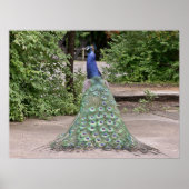 Mooie mannetjespauw poster (Voorkant)