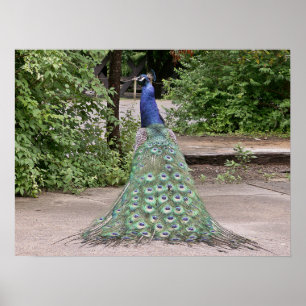 Mooie mannetjespauw poster