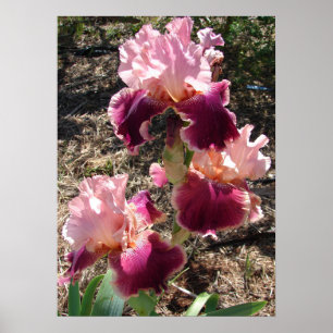 Mooie Maroon Donkerroze Flower Garden Poster