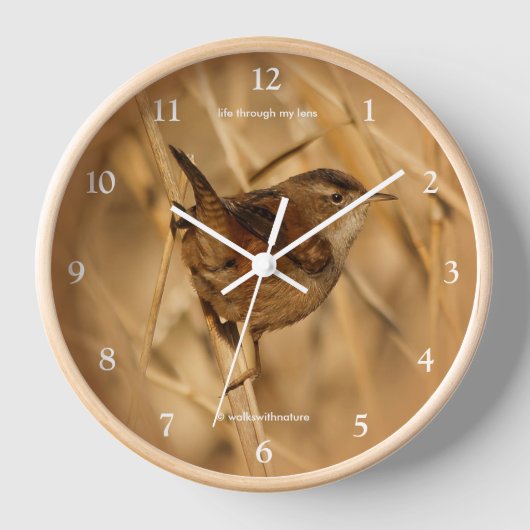 Mooie Marsh Wren Songbird in de moerassen (Voorkant)