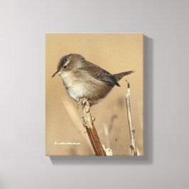 Mooie Marsh Wren Songbird in de moerassen Canvas Afdruk