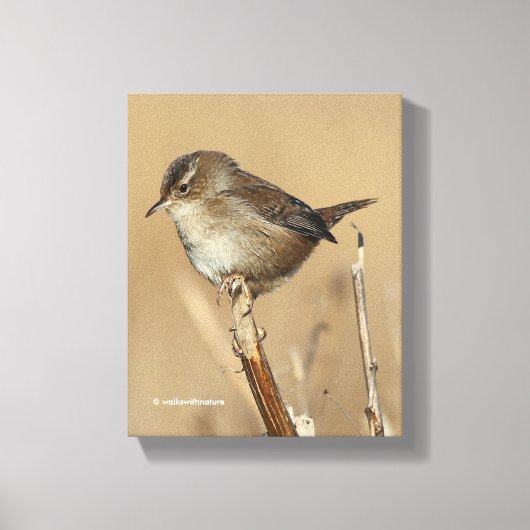 Mooie Marsh Wren Songbird in de moerassen Canvas Afdruk (Voorkant)