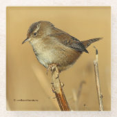 Mooie Marsh Wren Songbird in de moerassen Glazen Onderzetter (Voorkant)