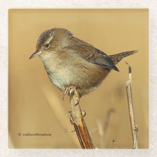 Mooie Marsh Wren Songbird in de moerassen Glazen Onderzetter (Voorkant)