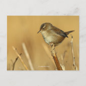 Mooie Marsh Wren Songbird in Reeds Briefkaart (Voorkant)