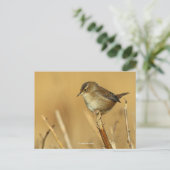 Mooie Marsh Wren Songbird in Reeds Briefkaart (Staand voorkant)