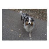 Mooie meerkleurige Aussie (Voorkant Horizontaal)