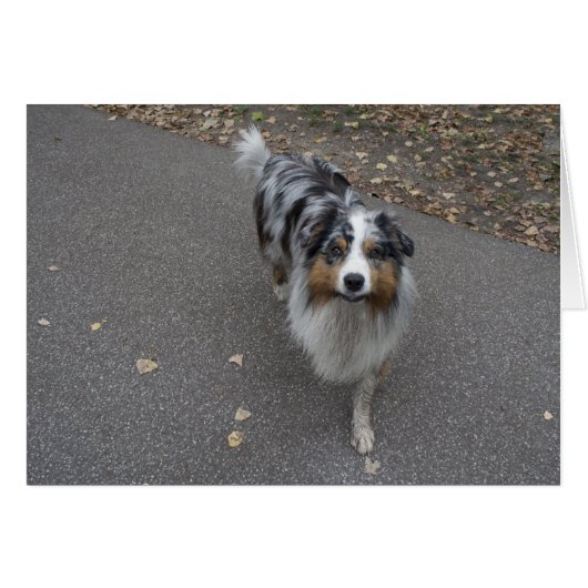 Mooie meerkleurige Aussie (Voorkant Horizontaal)