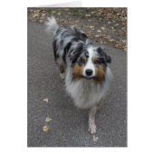 Mooie meerkleurige Aussie (Voorkant)