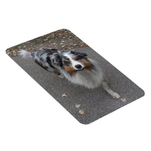 Mooie meerkleurige Aussie Magneet (Rechterzijde)