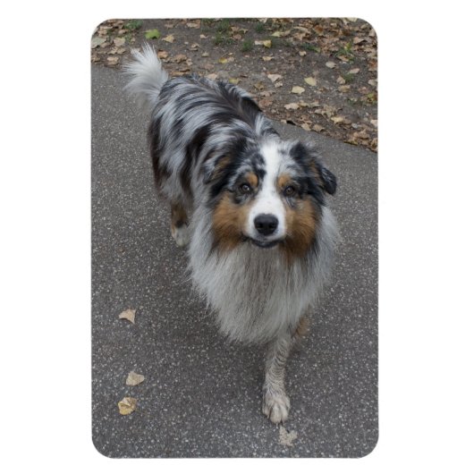 Mooie meerkleurige Aussie Magneet (Verticaal)