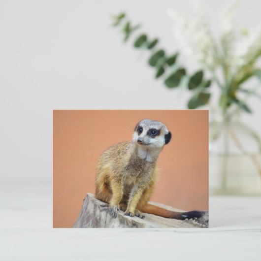 Mooie meerval briefkaart (Staand voorkant)