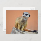 Mooie meerval briefkaart (Voorkant / Achterkant)