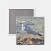 Mooie meeuw aan het Zee - Magnet (Voorkant / Achterkant)