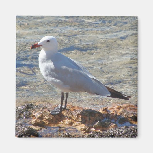Mooie meeuw aan het Zee - Magnet (Voorkant)
