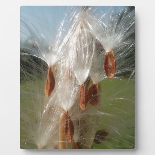 Mooie Milkweed Magic: een Skyward Flight Design Fotoplaat (Voorkant)