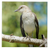Mooie Mockingbird Tegel Tegeltje (Voorkant)