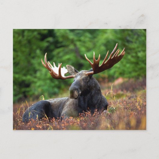 Mooie molen met grote geweien briefkaart (Voorkant)