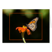 Mooie Monarch Butterfly (Voorkant Horizontaal)