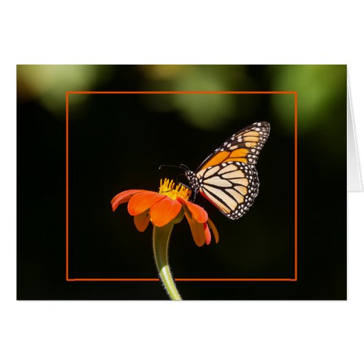 Mooie Monarch Butterfly (Voorkant Horizontaal)