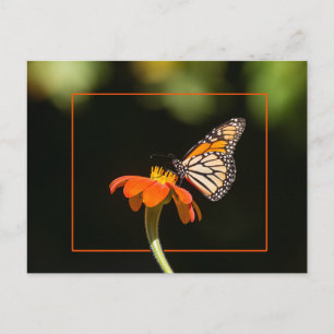 Mooie Monarch Butterfly Briefkaart