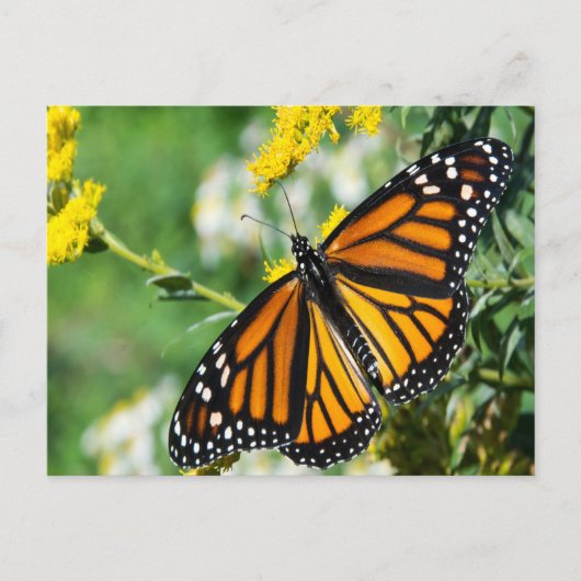 Mooie Monarch Butterfly Briefkaart (Voorkant)