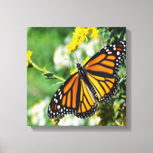 Mooie Monarch Butterfly Canvas Afdruk